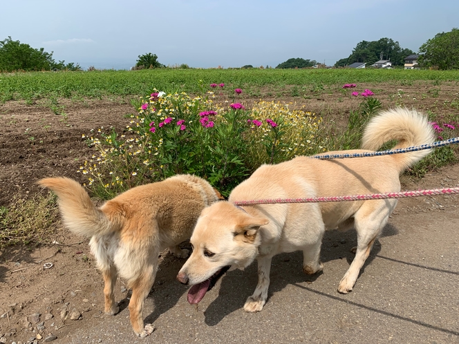 チャーとメイ